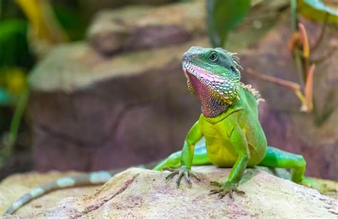 Chinese Water Dragon Care Guide - Reptile Cymru