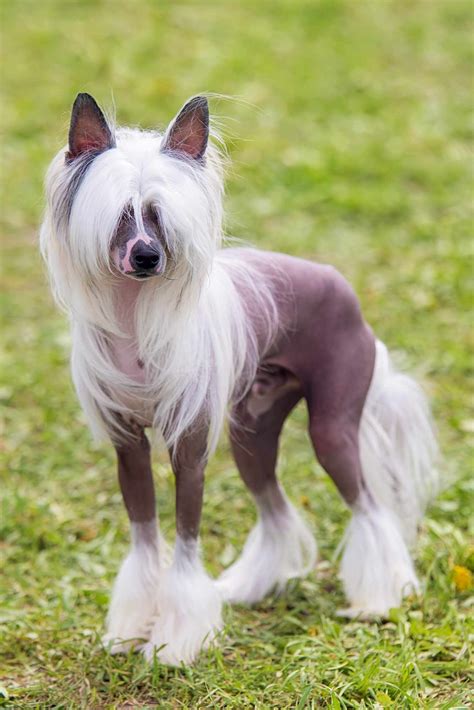 Chinese crested dogs