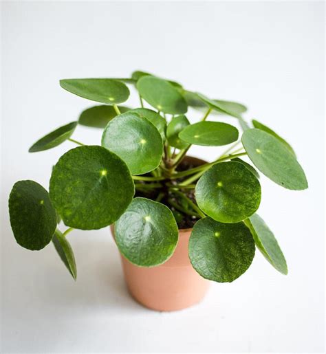 Chinese money plant care Pilea peperomioides