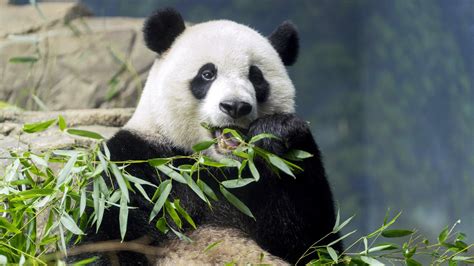 Chinese president signals more pandas will be coming to the United States