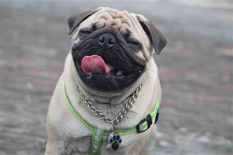 Chinese pug price. Find Pug Puppies and Breeders in your area and helpful Pug information. All Pug found here are from AKC-Registered parents. 