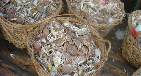 Chinese red swimming crab FIP to officially launch this summer