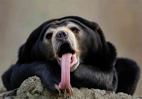 Chinese sun bear. Things To Know About Chinese sun bear. 