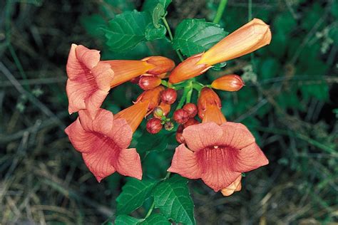 Chinese trumpet creeper plant Britannica