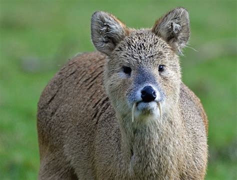 Chinese water deer Wildlife Online