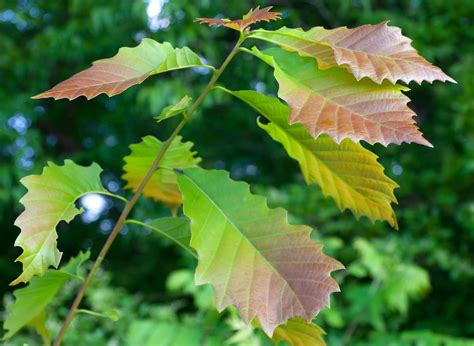 Chinkapin Oak