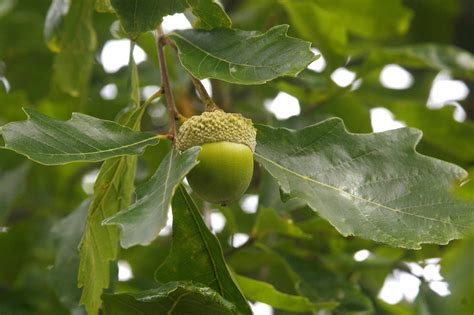 Chinkapin Oak (Quercus muehlenbergii): Native Plant Guide