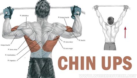 Chins muskler