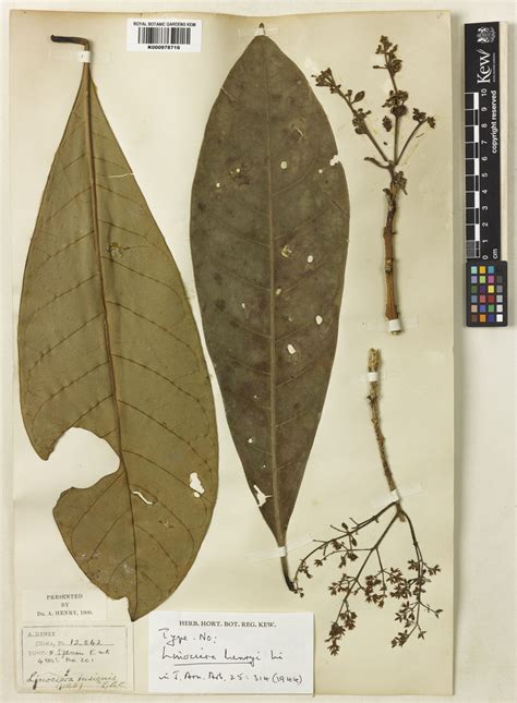 Chionanthus henryae - Plants of the World Online Kew Science