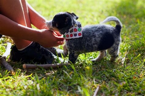 Chiot Berger Australien Talon Bleu - Photo gratuite sur …