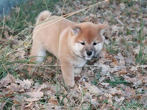 Chiots LOF Shiba à vendre en Nouvelle-Aquitaine - Chiens de …