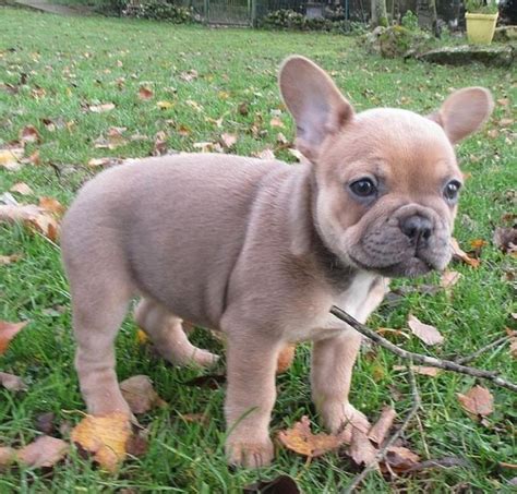 Chiots bouledogue français à donner