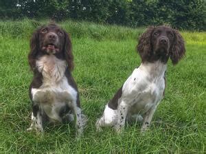 Chipindor - Litter of Working English Springer Spaniel Puppies