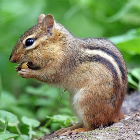 😈 Chipmunk Leaked [HD] 23 Photos
