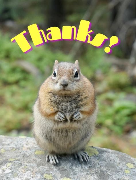 Chipmunk Thank You - Etsy