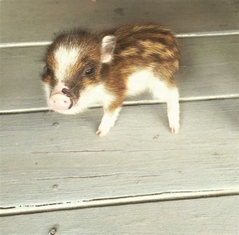 5 mini pigs available now Spotted and chipmunk piglets. I’m making a list now feel free to contact me for questions……. Please serious inquiry only. 