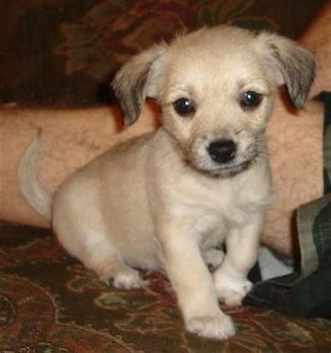 Chipoo. A mixed-breed such as the Chipoo provides style diversity. Being a hybrid, Chipoos will have a combination of characteristics from both parents. The Chihuahua Poodle mix, once full grown, can weigh anywhere around 3 to 20 pounds with a height of 5 to 15 inches. Crossbreeding is responsible for several variances in height and weight. 