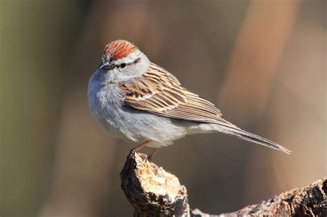 Chipping Sparrows - Beauty of Birds