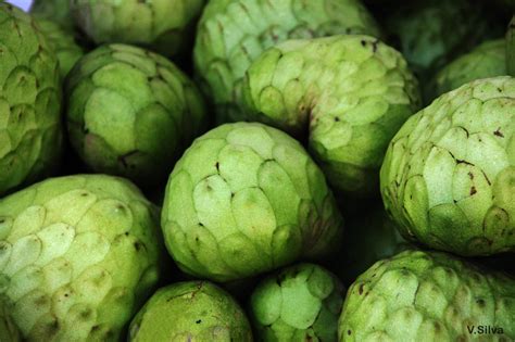Chirimoya ecuador. Booth. Among hardiest of cherimoya, does well in most present growing areas. Tree 6 metres (20 ft) to 9 metres (30 ft) high. Fruit is conical, medium size, rather seedy, with flavor that suggests papaya. Bronceada. Fruit of large size, conical shape and large number of bottles. Relatively thick skin, tan to yellow in maturity. 