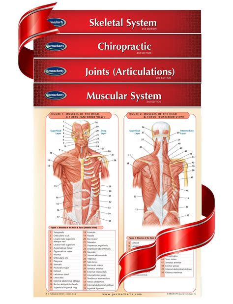 Chiropractic guide to practice by state of new york office of the professions. - Il manuale degli artisti di materiali e tecniche.