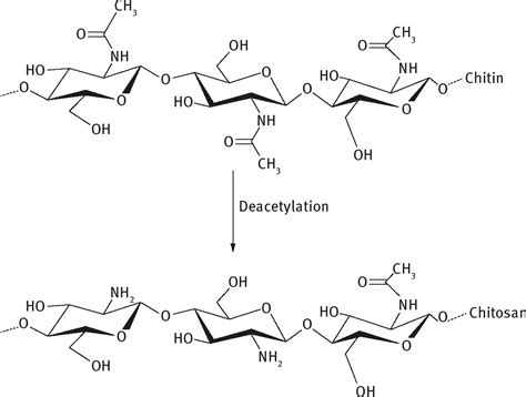 Chitin deacetylase: from molecular structure to practical …