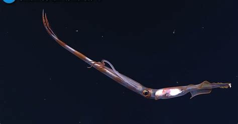 Chitinoteuthis - Wikipedia