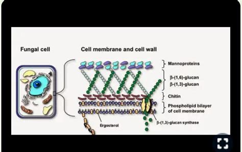 Chitinous cell wall is present inA. SpiderB. FungiC. Slime mouldsD ...