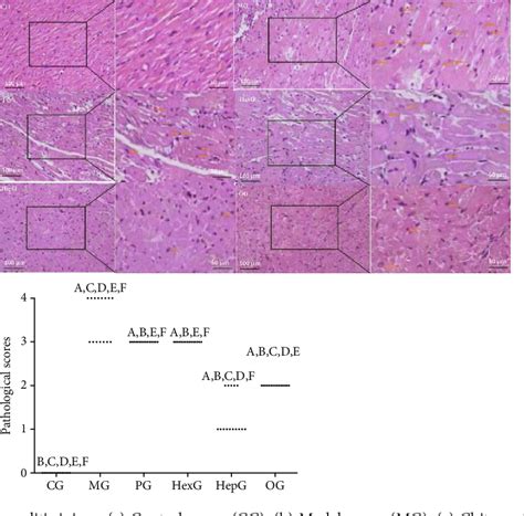 Chitoheptaose Promotes Heart Rehabilitation in a Rat