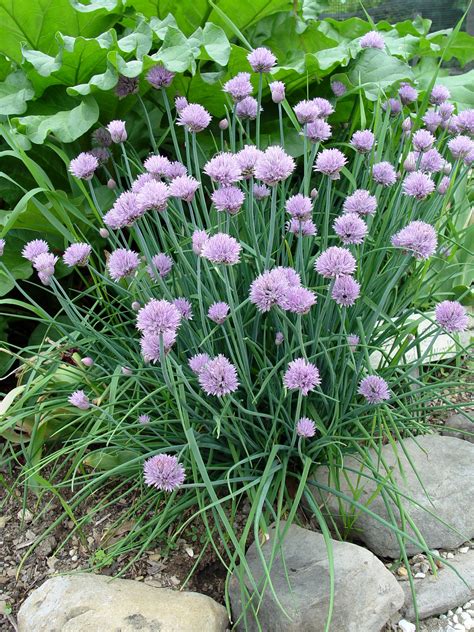 Chives - Clovegarden