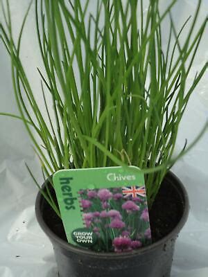 Chives Herb plant 9cm Pots eBay