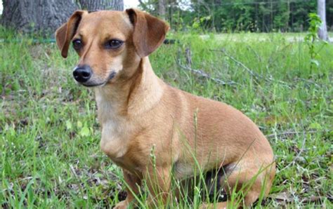 Chiweenie Dog Breed Information and Characteristics