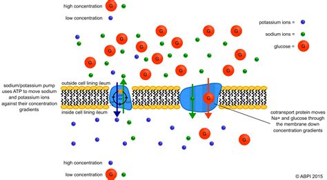 Chloride Transport in Biological Membranes
