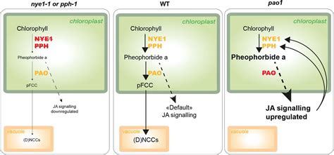 Chlorophyll catabolite pheophorbide A shows potential against …