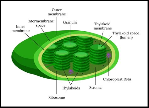 Chloroplast Diagram, Structure and Function Of Chloroplast