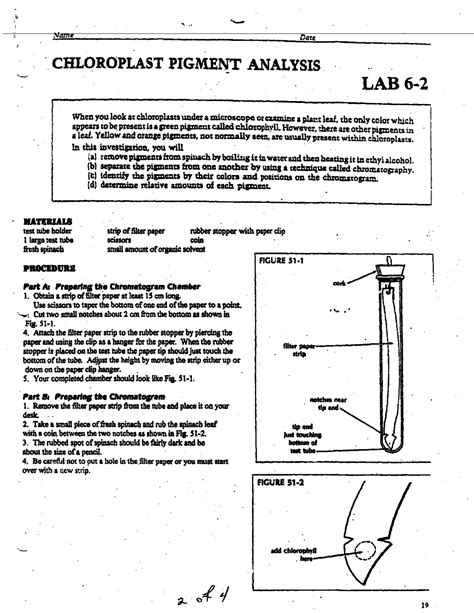 Chloroplast Pigment Analysis Lab Answers
