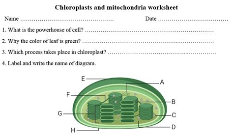 Chloroplast Structure ABC Worksheet