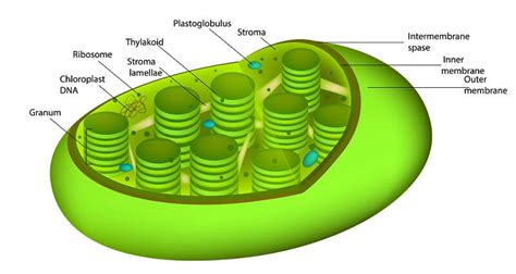 2 août 2014 ... Round, green chloroplasts fill the middle of a plant cell. Image by Kristian Peters. Chloroplasts are tiny factories inside the cells of plants.. 
