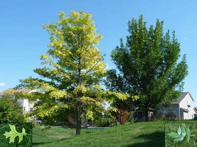 Chlorosis of Trees in Eastern Nebraska Nebraska Forest Service