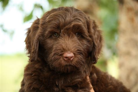 Chocolate Astralian Labradoodle Puppy
