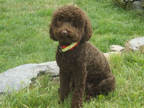 Chocolate Brown Poodle Puppies For Sale