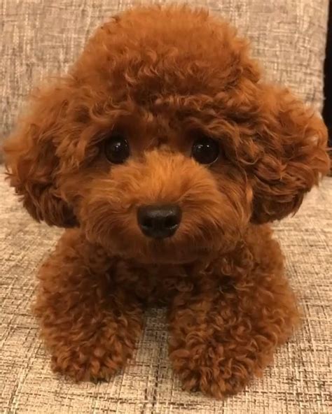 Chocolate Brown Toy Poodle Puppies For Sale