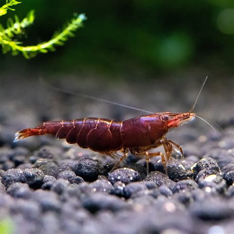 Chocolate Cherry Shrimp Group: Tropical Shrimp for Freshwater …