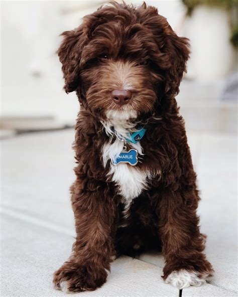Chocolate Goldendoodle Puppies With Blue Eyes