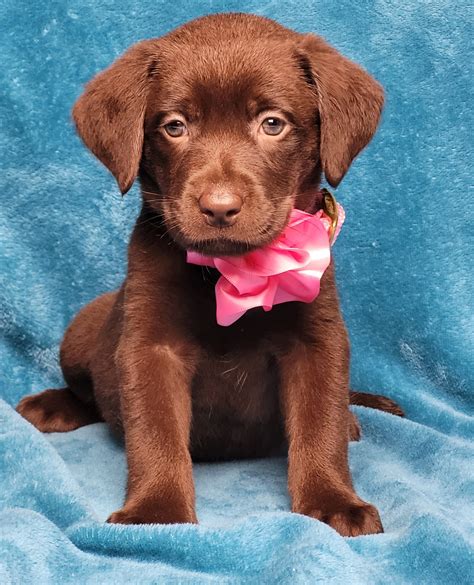 Chocolate Lab Puppies Pets And Animals For Sale - Michigan