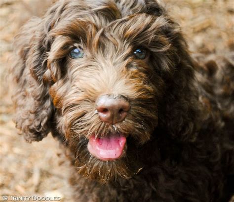 Chocolate Labradoodle Puppies Near Me