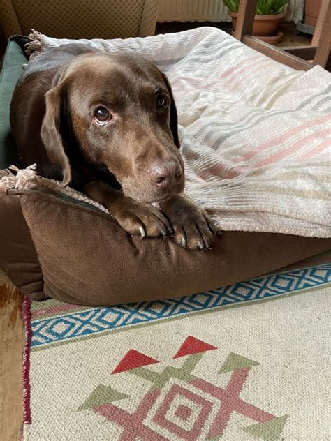 Chocolate lab (Warwick) ... Even while complying with Craigslist rules. If interested contact me. You'll save him from the pound. post id: 7751612968. posted: 2024-05-28 22:40. ♥ best of . Avoid scams, deal locally Beware wiring (e.g. Western Union), cashier checks, money orders, shipping.