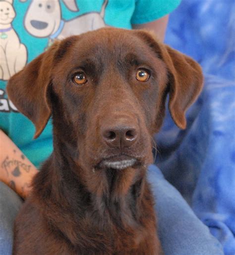 Chocolate lab rescue sc.  Get Food Network Kitchen&rsquo;s chocolate-cove...