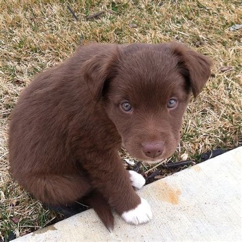 Chocolate labrador border collie mix. Things To Know About Chocolate labrador border collie mix. 