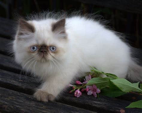 Chocolate point himalayan kitten. In addition, there are tortie, blue-cream, cream, chocolate, chocolate tortie, lilac, and lilac cream. Some of these colors are dilute versions of others. See chart below. Lynx Point Himalayan: Tabby markings (stripes) appear in the Himalayan point color, including the "M" on the forehead, a white mustache, and white lining on the inside edge ... 