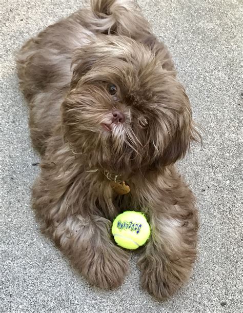 Chocolate shih tzu. Dark chocolate is more dangerous for your Shih Tzu than milk chocolate as dark chocolate contains more caffeine and theobromine which cause toxicosis in your dog. You will want to keep your dog away from caffeine as well, so no sharing your morning cup of Joe. 5. Artificial Sweetener (Xylitol) 